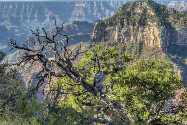 Grand Canyon, north rim — Stockfoto