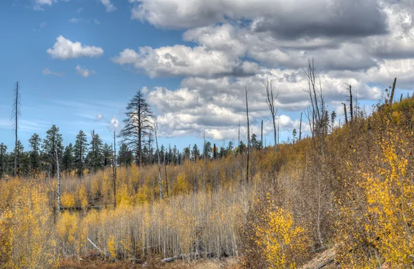 Autumn at Grand Canyon, north rim — Stock Photo, Image