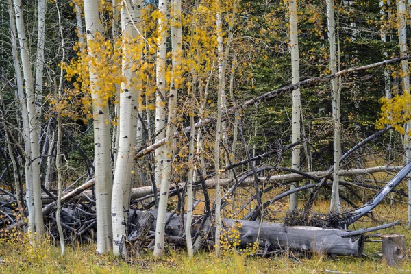 Autumn at Grand Canyon, north rim — Stock Photo, Image