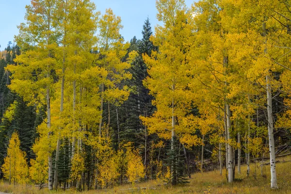 Herbst am Grand Canyon, Nordrand — Stockfoto