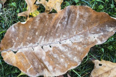 Sonbahar Yaprakları