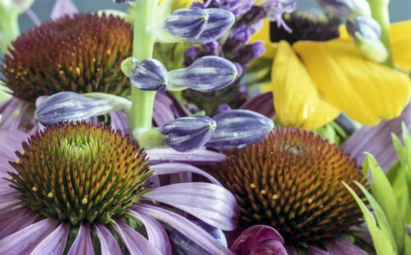 Echinacea purpurea — Stock Photo, Image