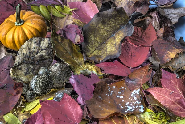 Calabaza sobre hojas de otoño — Foto de Stock