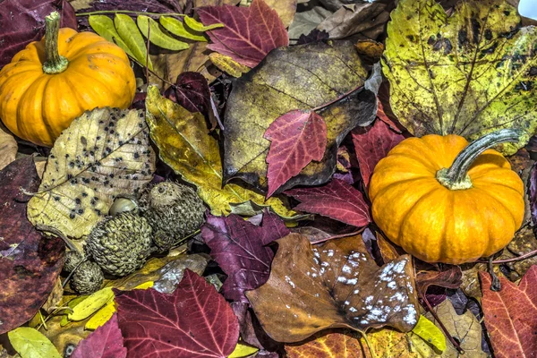 Kürbis auf Herbstblättern — Stockfoto