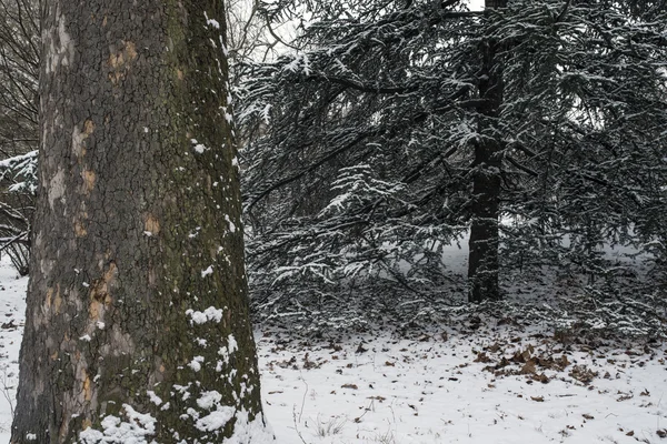 Central Park, Nova York após tempestade de neve — Fotografia de Stock