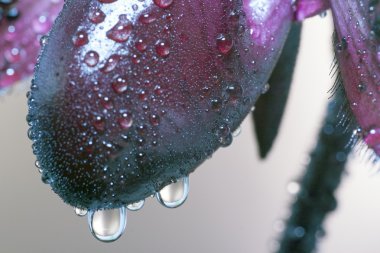 Paphiopedilum orkide