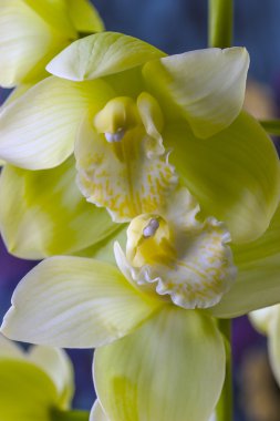 tekne veya Cymbidium orkide