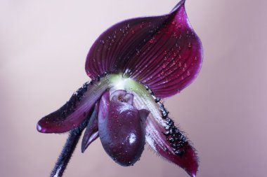 Paphiopedilum orchid clipart