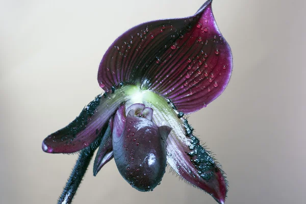 Orquídea de paphiopedilum — Fotografia de Stock