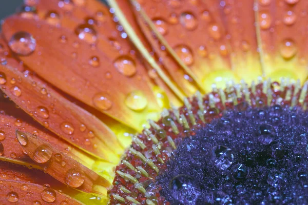 Margarita de Barberton (Gerbera jamesonii ) — Foto de Stock