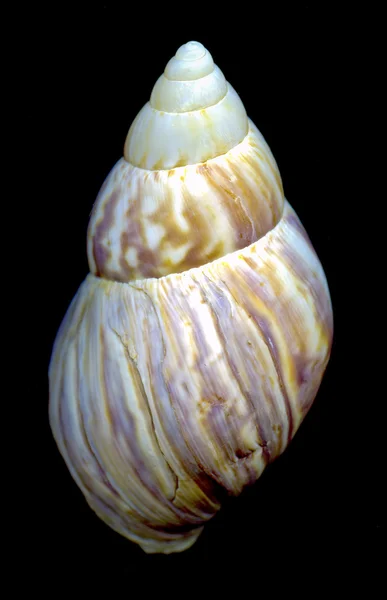 Nassariidae mollusca: Meeresschnecke — Stockfoto