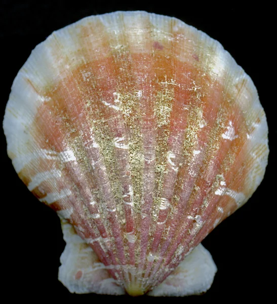 Seashell tweekleppigen — Stockfoto