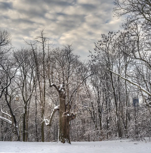 Central Park, Nova Iorque — Fotografia de Stock