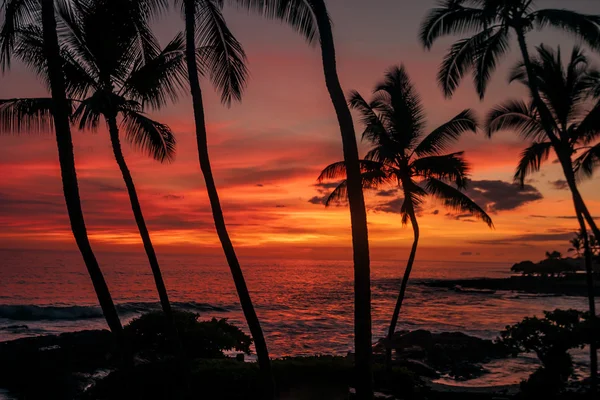 Hawai-solet – stockfoto