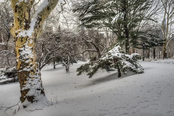 Central Park, New York City — Stockfoto