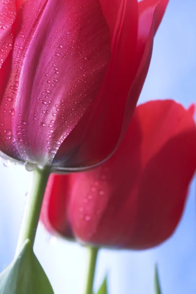 A tulipán is a nemzetség tulipa virágok, — Stock Fotó