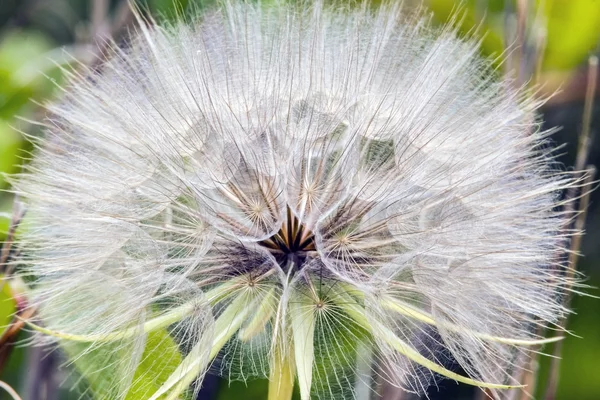 Taraxacum officinale, common dandelion,dandelion — Stock Photo, Image