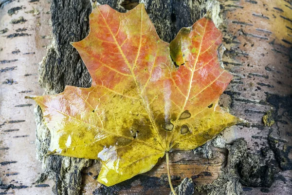 Feuilles d'automne — Photo