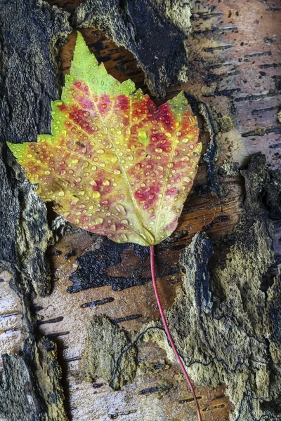 Hojas de otoño — Foto de Stock