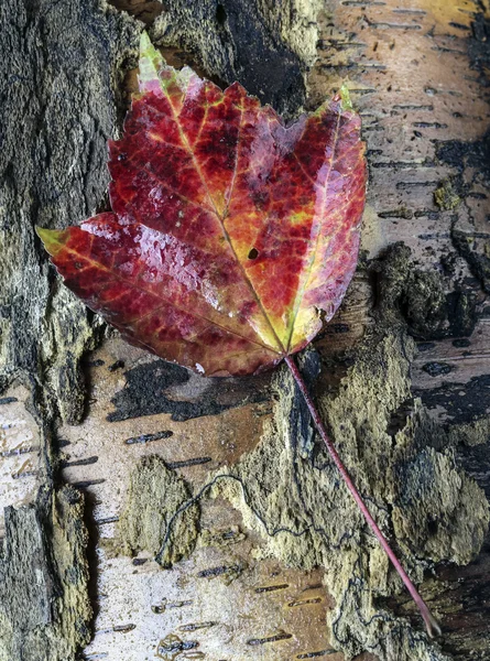 Hojas de otoño — Foto de Stock