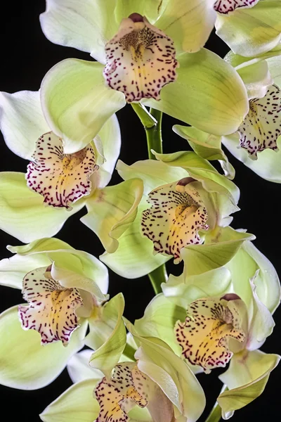 Cymbidium oder Boot-Orchidee — Stockfoto