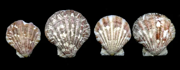 Seashell bivalves