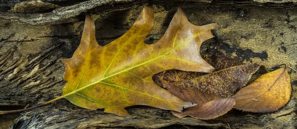 Autumn leaves — Stock Photo, Image