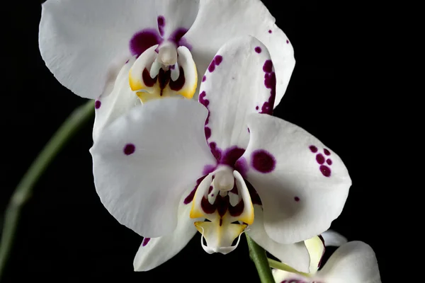 Phalaenopsis orchid — Stockfoto
