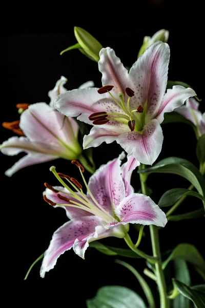Orientální lilie, lilium cernuum — Stock fotografie
