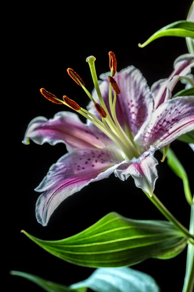 Oryantal lily, lilyum cernuum — Stok fotoğraf