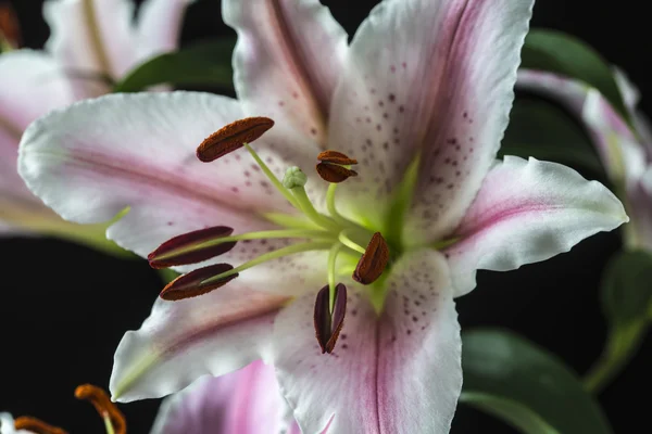 Oosterse lelie, lilium cernuum — Stockfoto