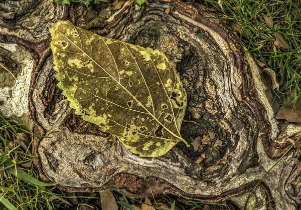 Herfstbladeren — Stockfoto