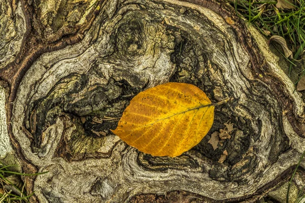 Hojas de otoño — Foto de Stock