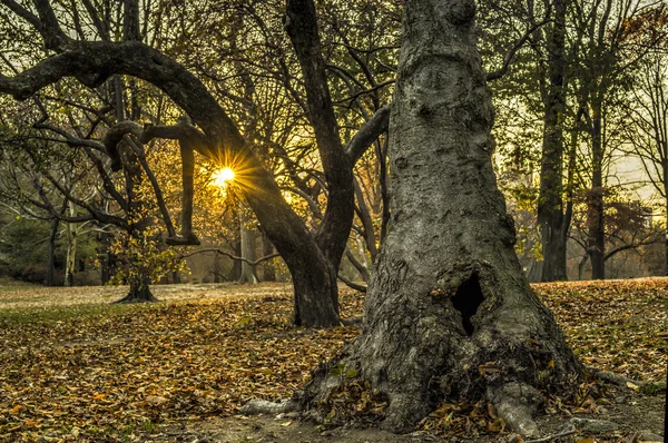 Central Park, Nova Iorque — Fotografia de Stock