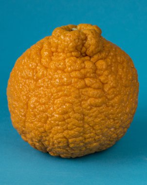 Sumo Madarine orange clipart