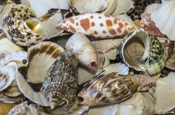 Assortimento Shell — Foto Stock