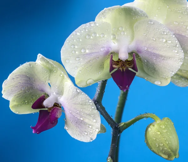 Фаленопсис орхідея — стокове фото