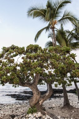 Hawaian günbatımı
