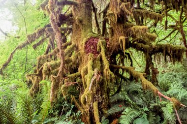 Carmanah Walbran Provincial Park