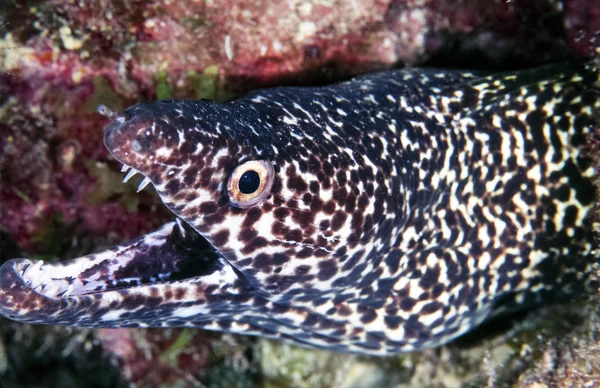 Benekli moray ell — Stok fotoğraf