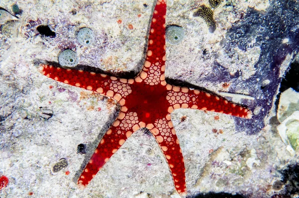 Peppermint starfish — Stock Photo, Image