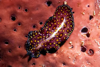 Leopard Flatworm clipart