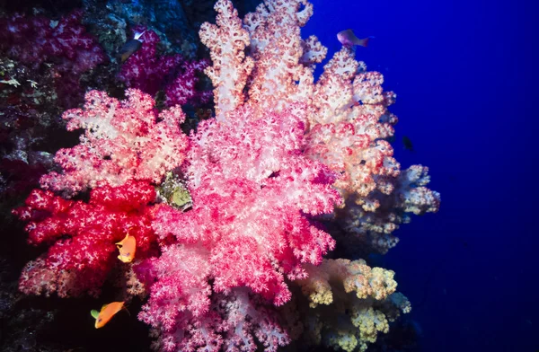 Mjuka koraller i Fiji — Stockfoto