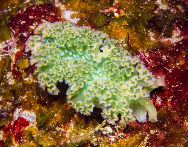 Elysia crispata, common name the lettuce sea slug — Stock Photo, Image