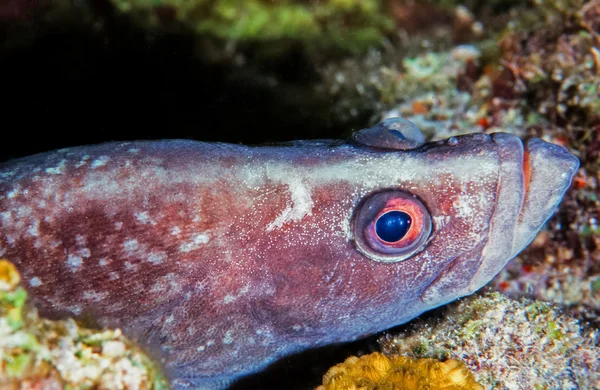 Maior peixe-sabão — Fotografia de Stock