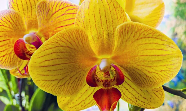 Phalaenopsis orkidé — Stockfoto