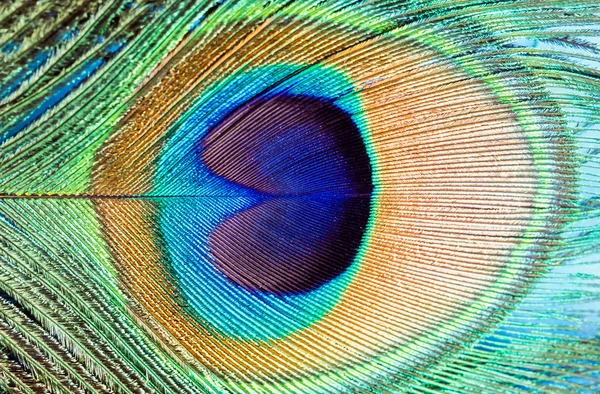 Indian peacock feather — Stock Photo, Image