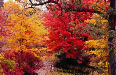 Sonbahar Yaprakları