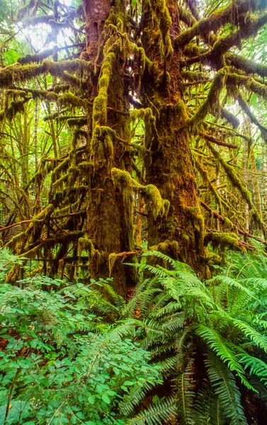 Northwestern rainforest — Stock Photo, Image