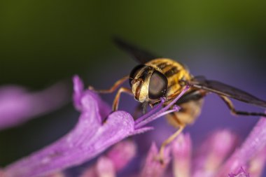 Hoverfly, Eupeodes Luniger